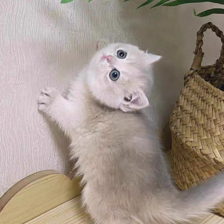 猫舍直销,批发价出售,蓝金渐层